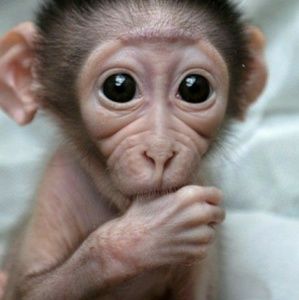 Meet your Posher, Roberta